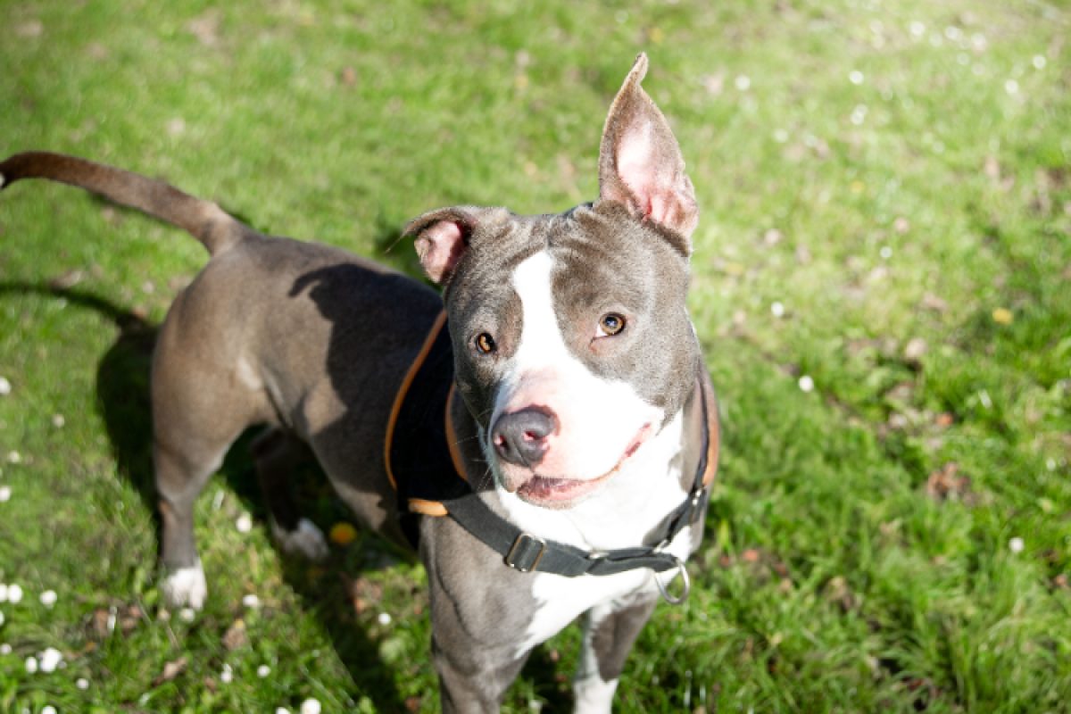 Tania - Chien à adopter - photo 3