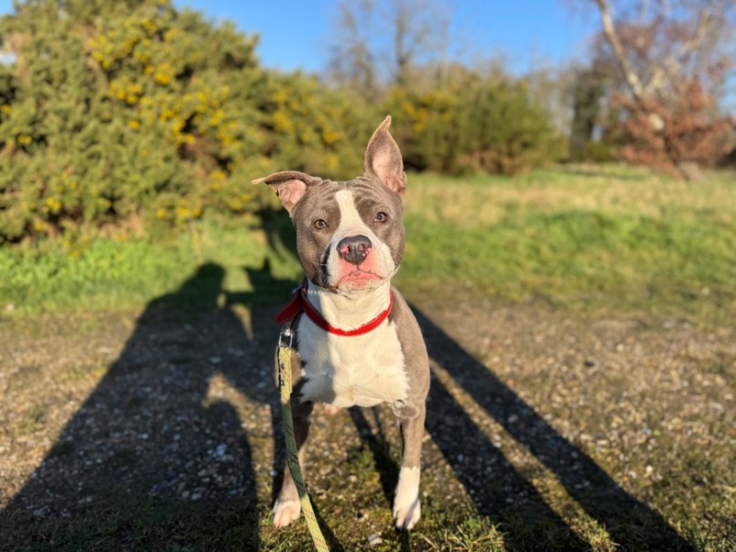 Tania - Chien à adopter - photo 10