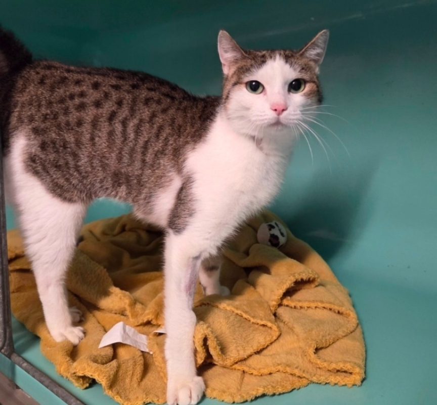 Photo de Calinou réservé