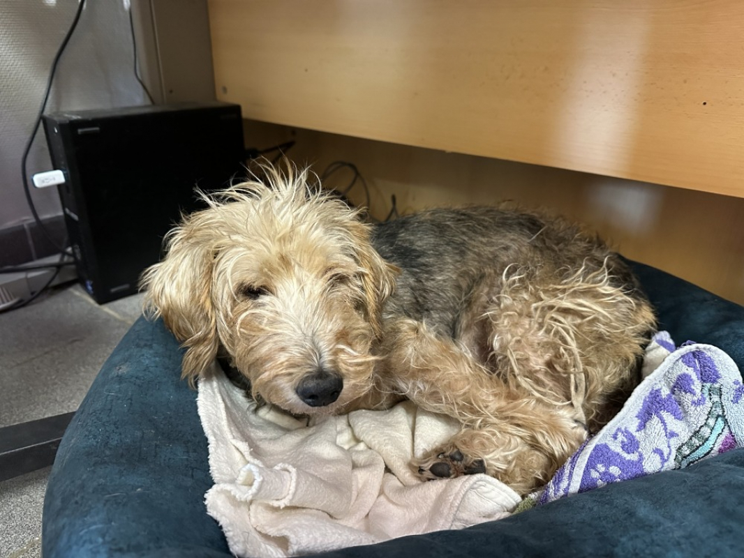 Photo #1 de Louloute