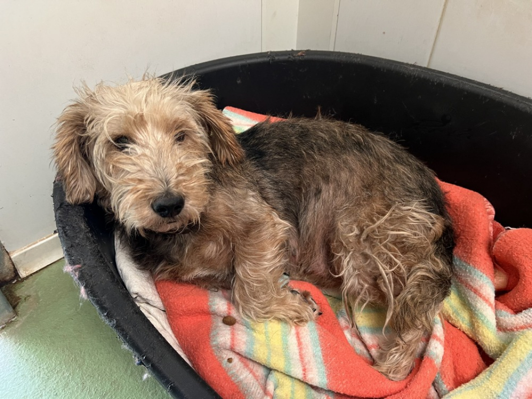 Photo #2 de Louloute