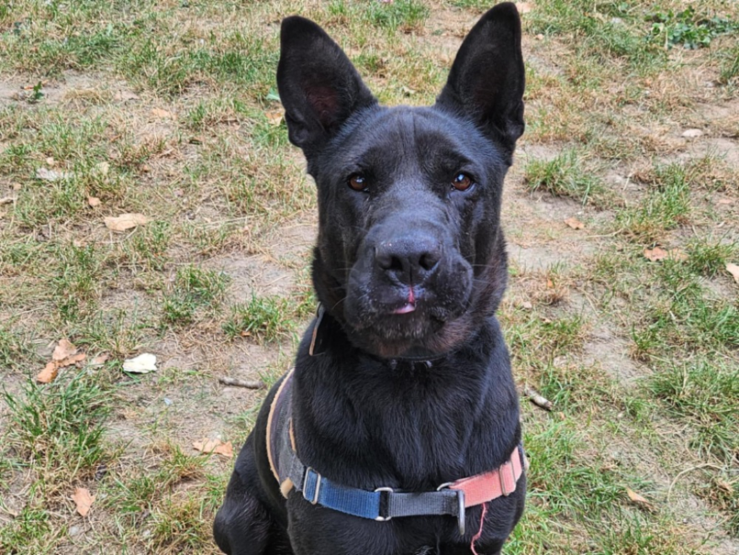 Photo #9 de Iris