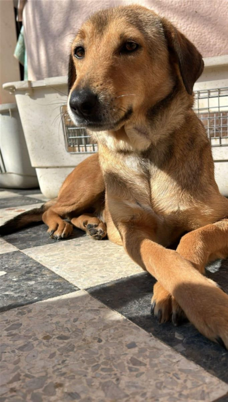 Photo #1 de CAPUCINE