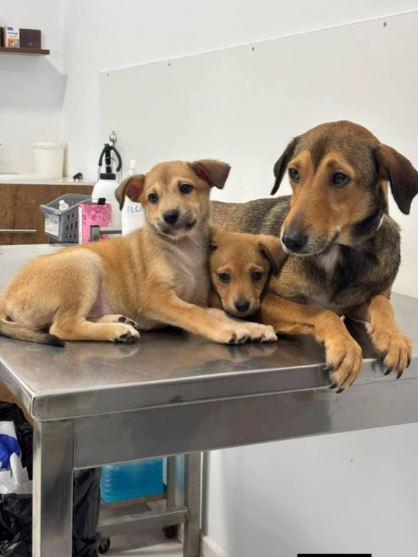 Photo #2 de CAPUCINE