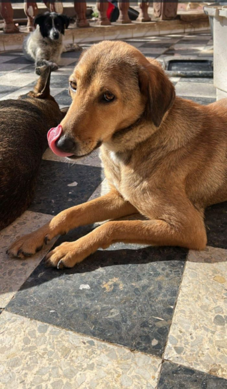 Photo #8 de CAPUCINE