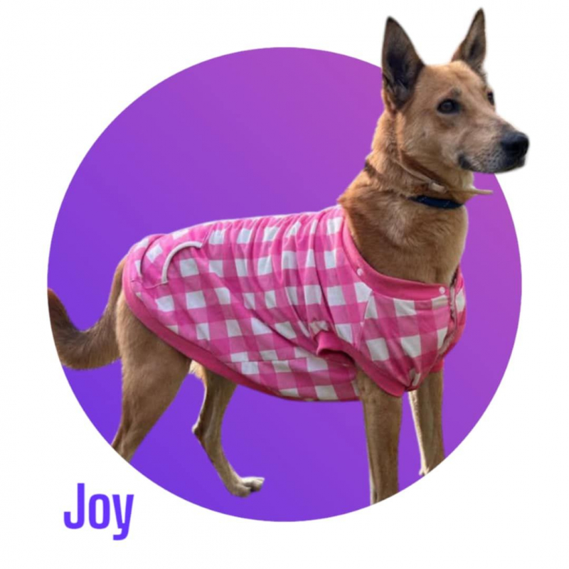 Photo #4 de JOY