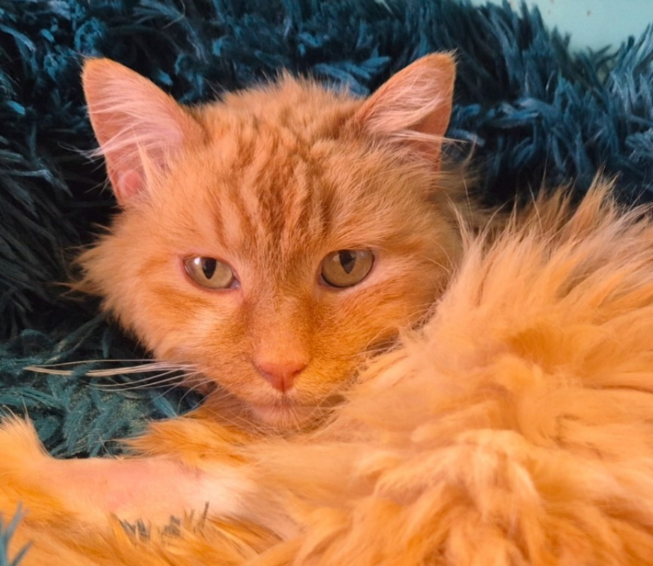 Photo #2 de Myrtille