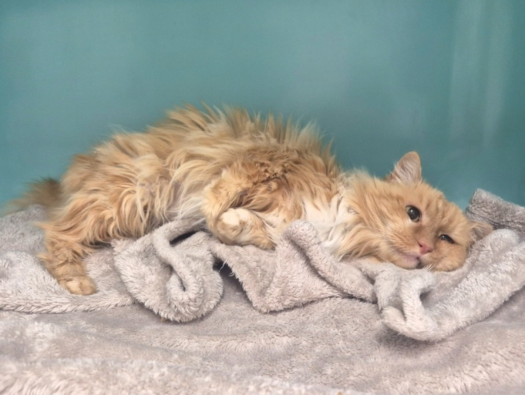 Photo #4 de Myrtille