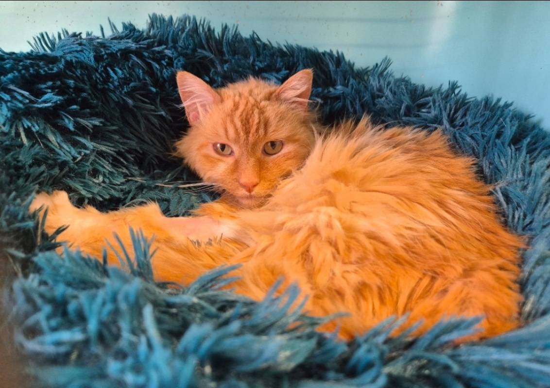 Photo #5 de Myrtille