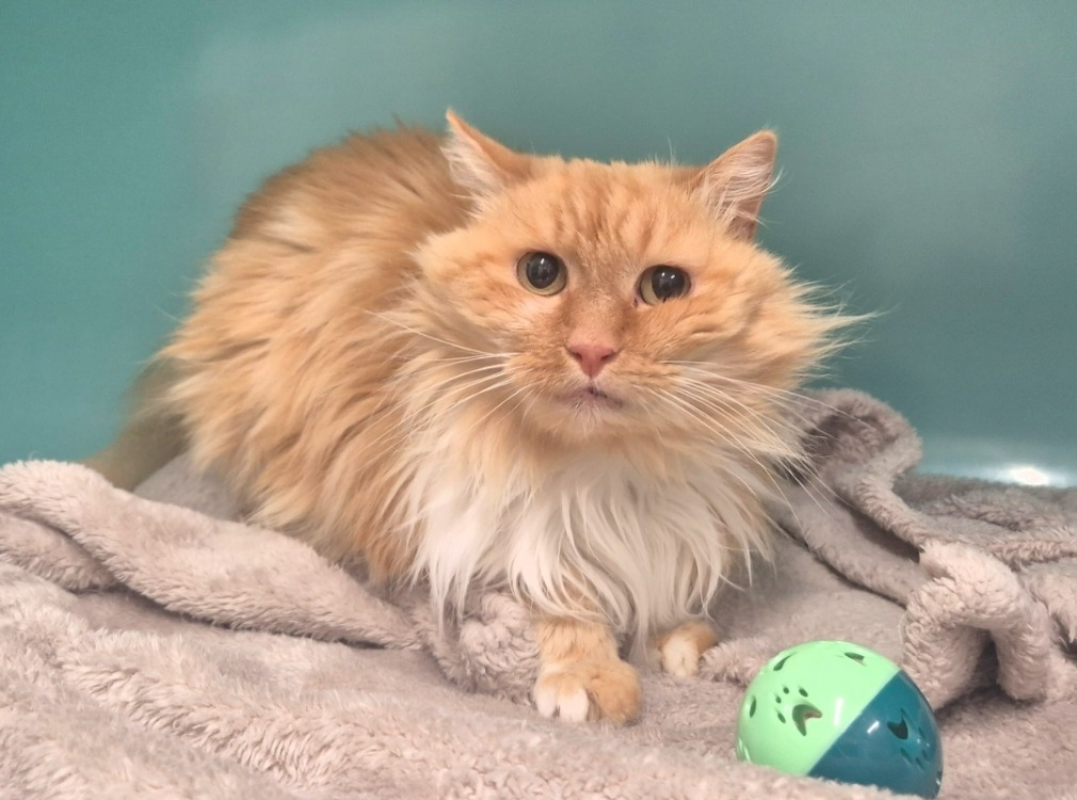 Photo #2 de Myrtille