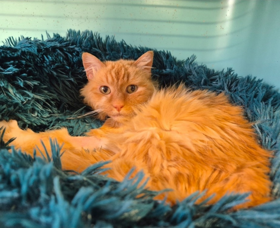 Photo #3 de Myrtille