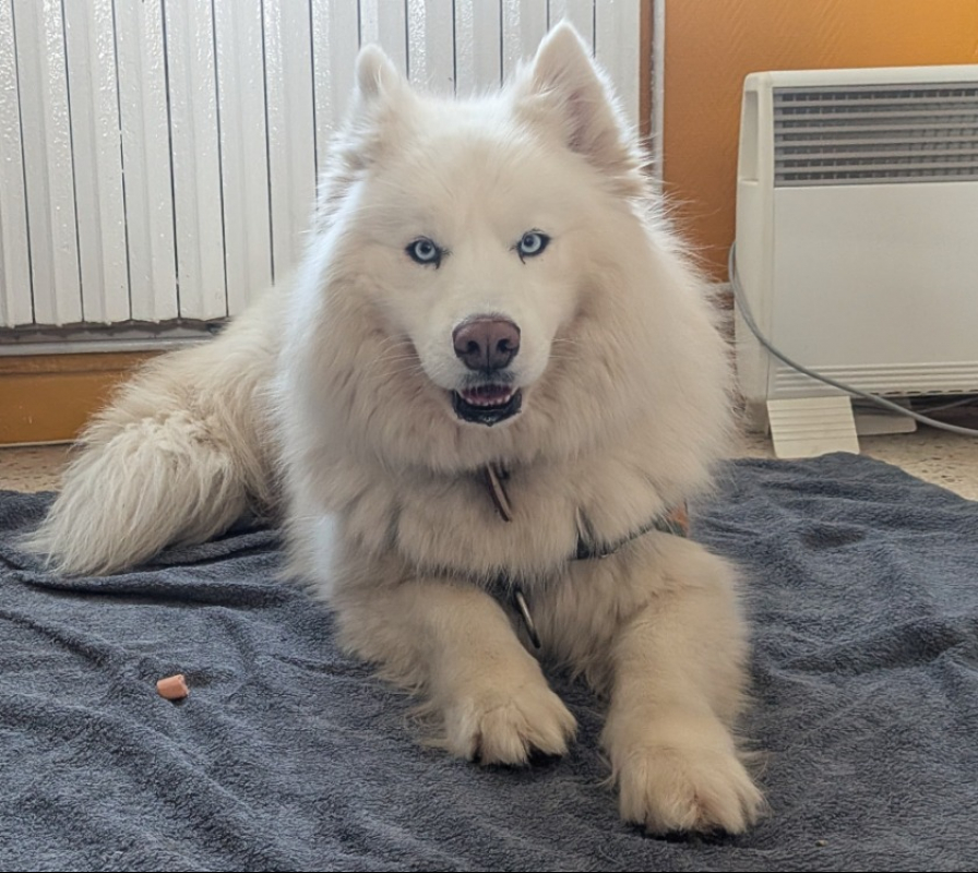 Photo #1 de Croc blanc