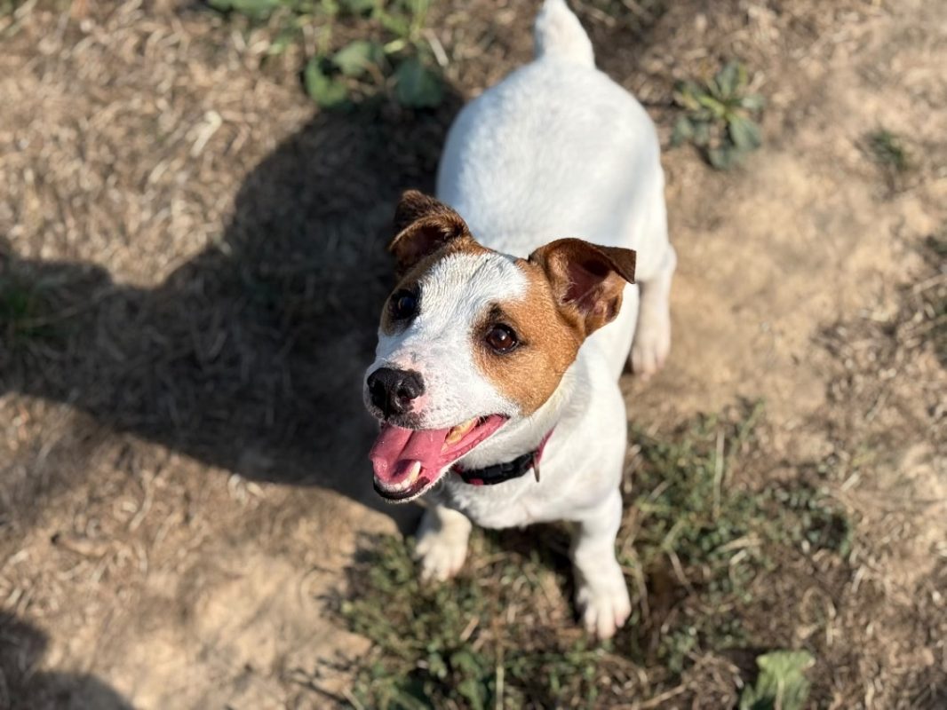 Snoopy - Chien à adopter