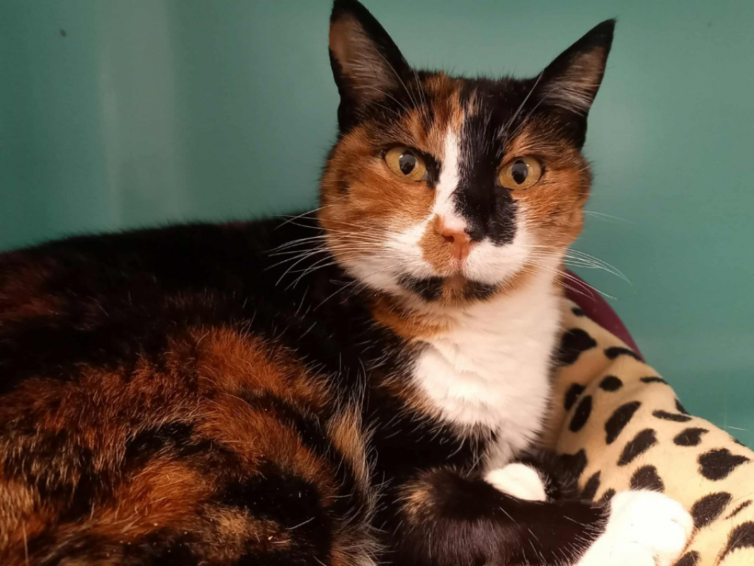 Photo #1 de Chatouille qct