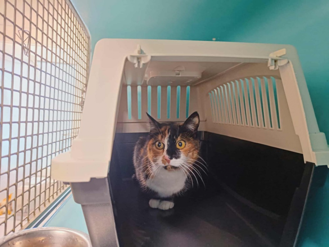 Photo #2 de Chatouille qct