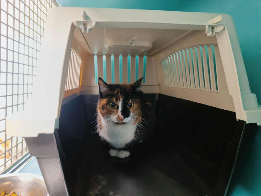 Photo #3 de Chatouille qct