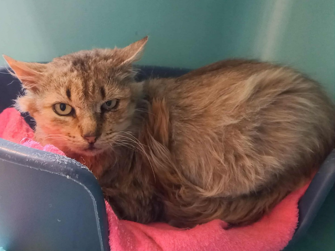 Photo #1 de Chatterbox