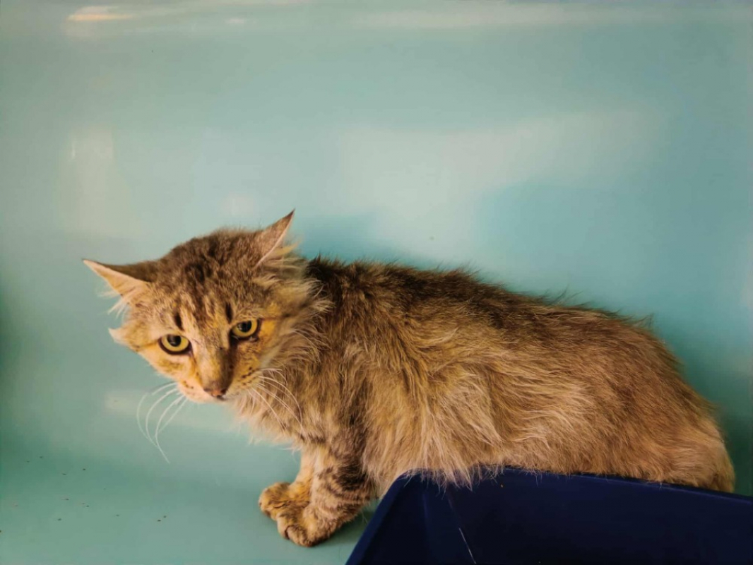 Photo #3 de Chatterbox