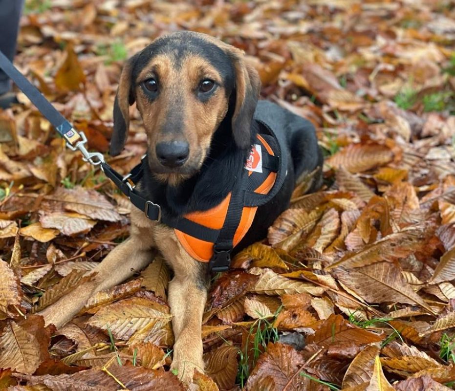 Ukyo - Chien à adopter - photo 2