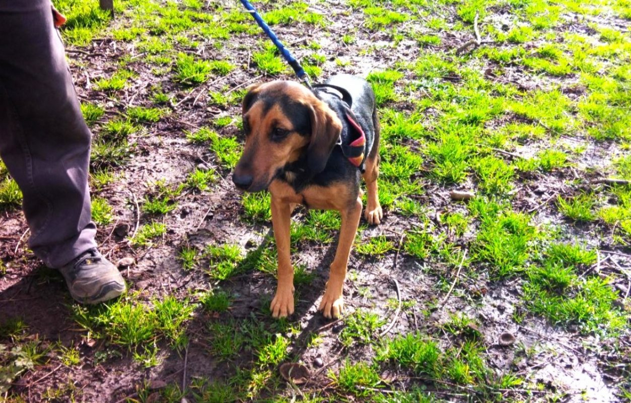 Ukyo - Chien à adopter - photo 3