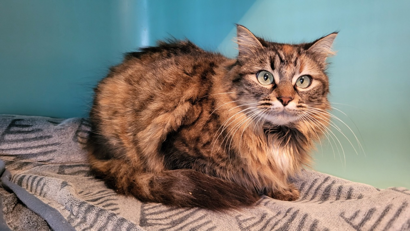 Photo #2 de Merveille