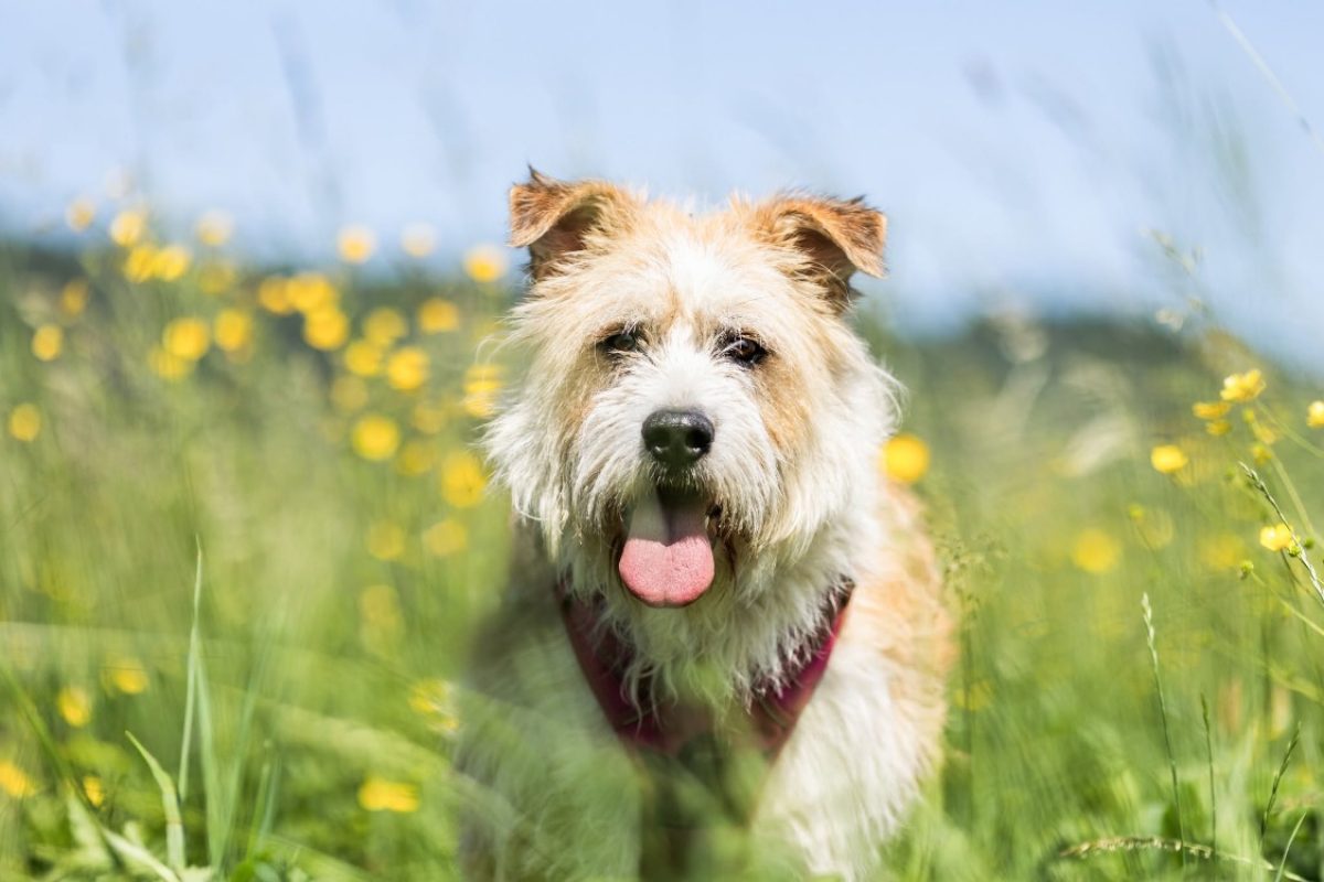 Baya - Chien Berger à adopter