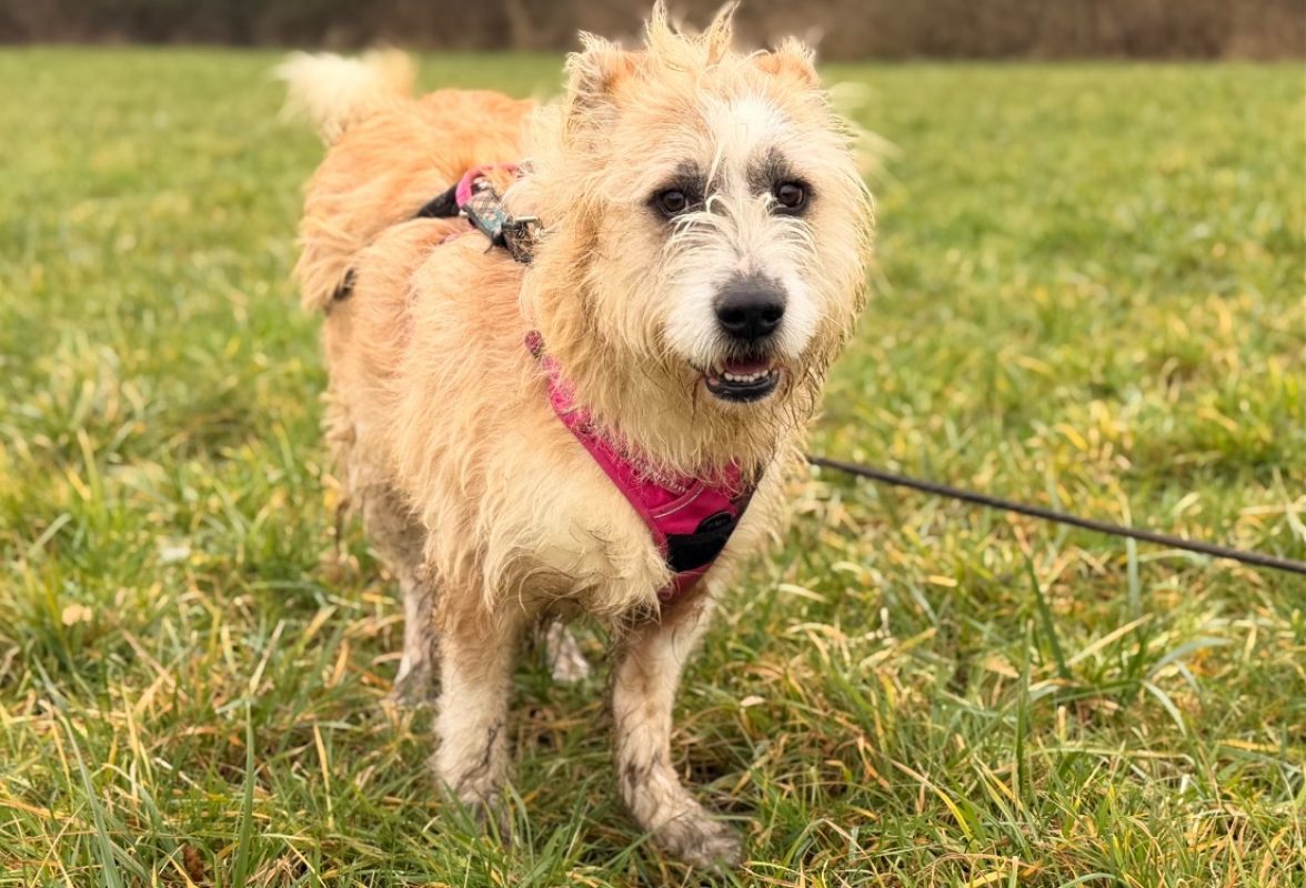 Baya - Chien Berger à adopter - photo 2