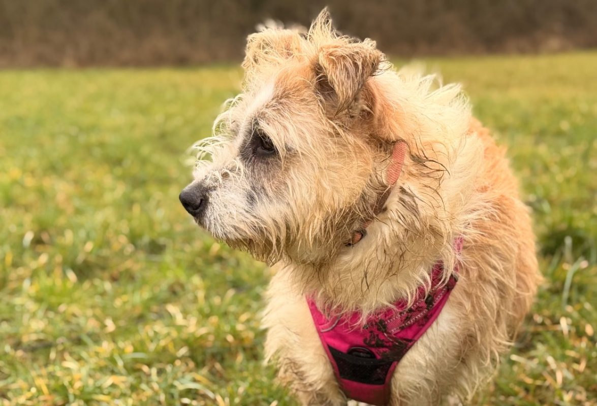 Baya - Chien Berger à adopter - photo 3