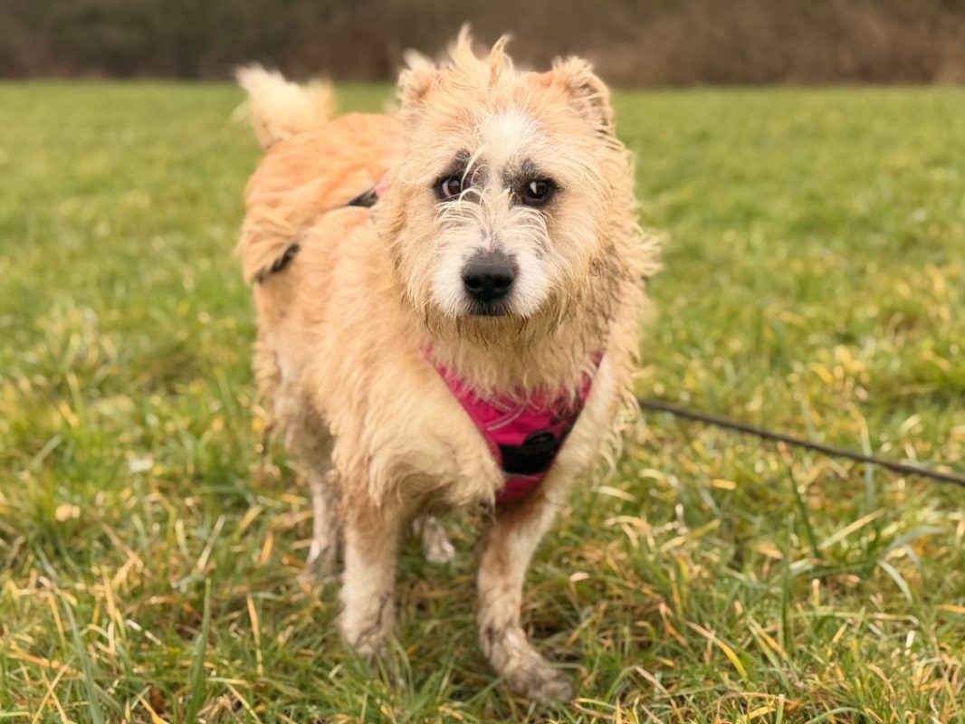Baya - Chien Berger à adopter - photo 4