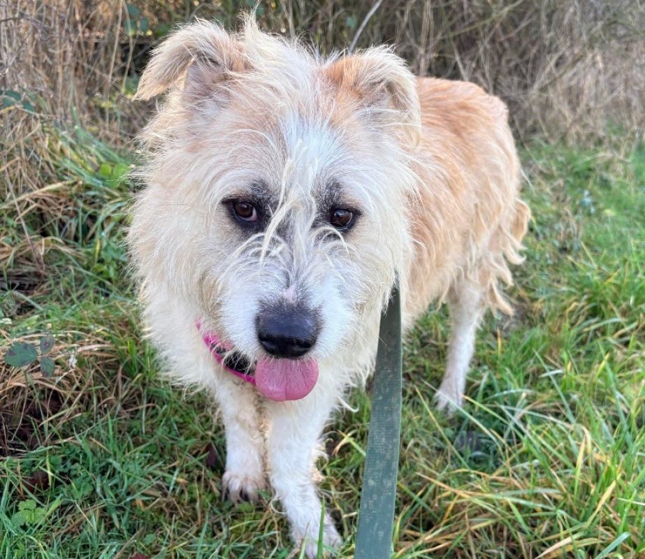 Baya - Chien Berger à adopter - photo 5
