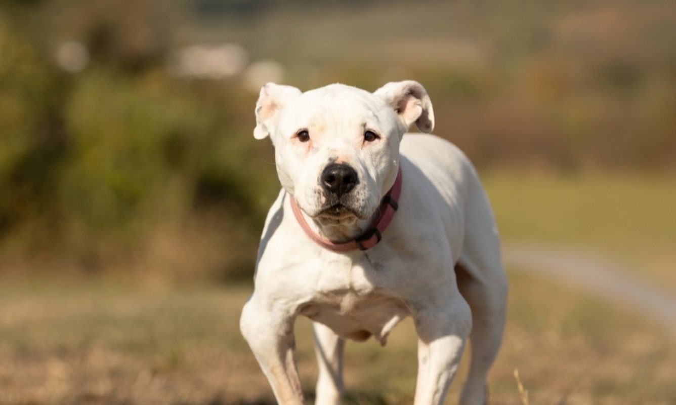 Izzy - Chien à adopter