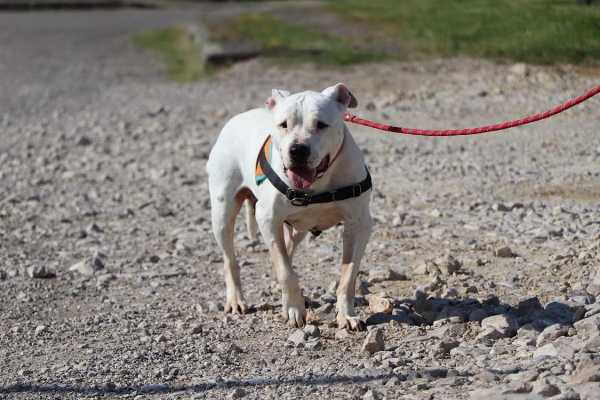 Izzy - Chien à adopter - photo 10