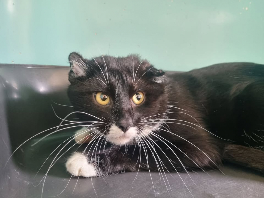 Photo #2 de Male si3