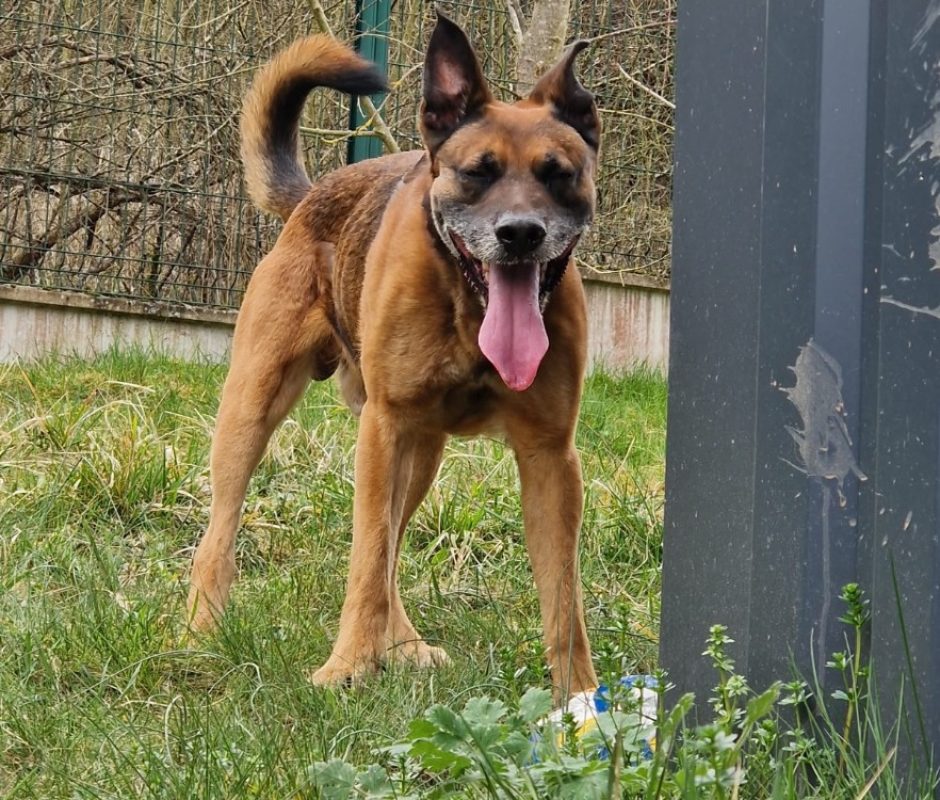 Bonzo - Chien à adopter