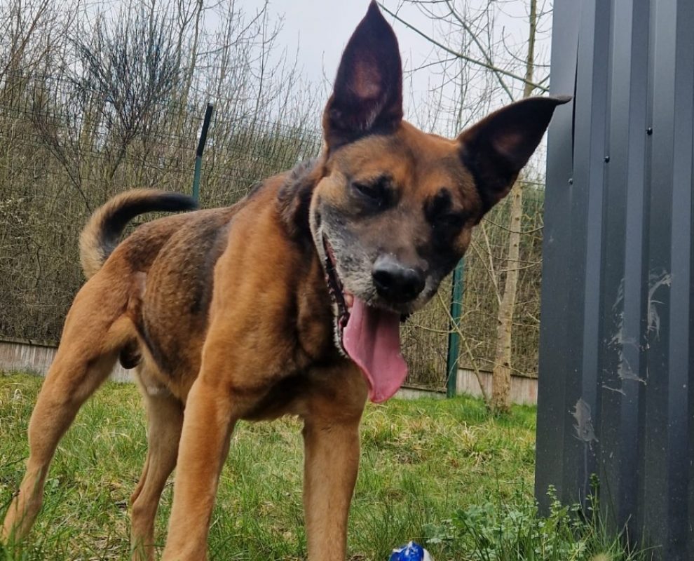 Bonzo - Chien à adopter - photo 2