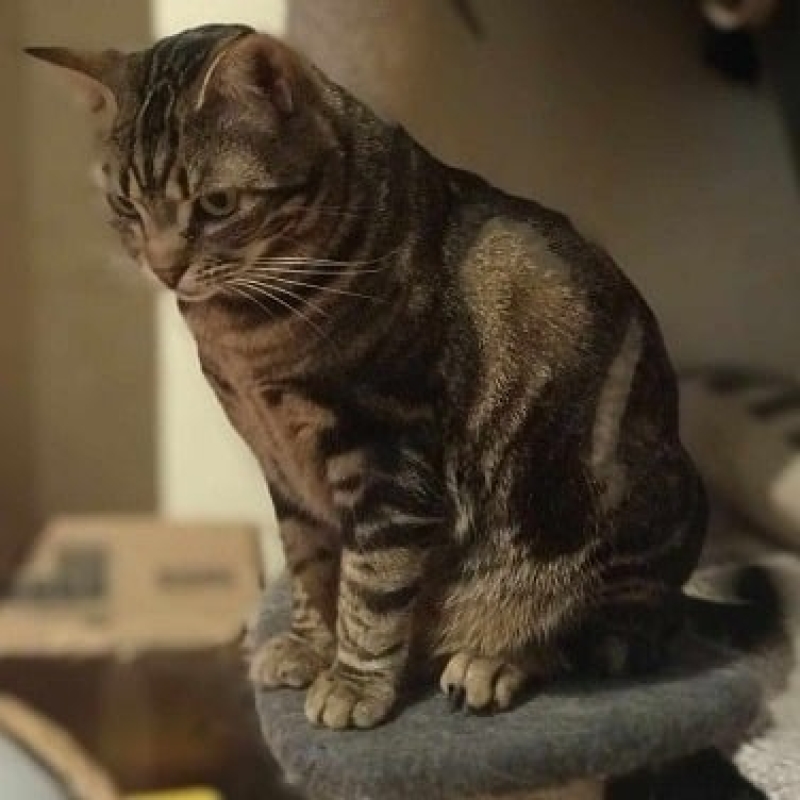 Photo de Arwen