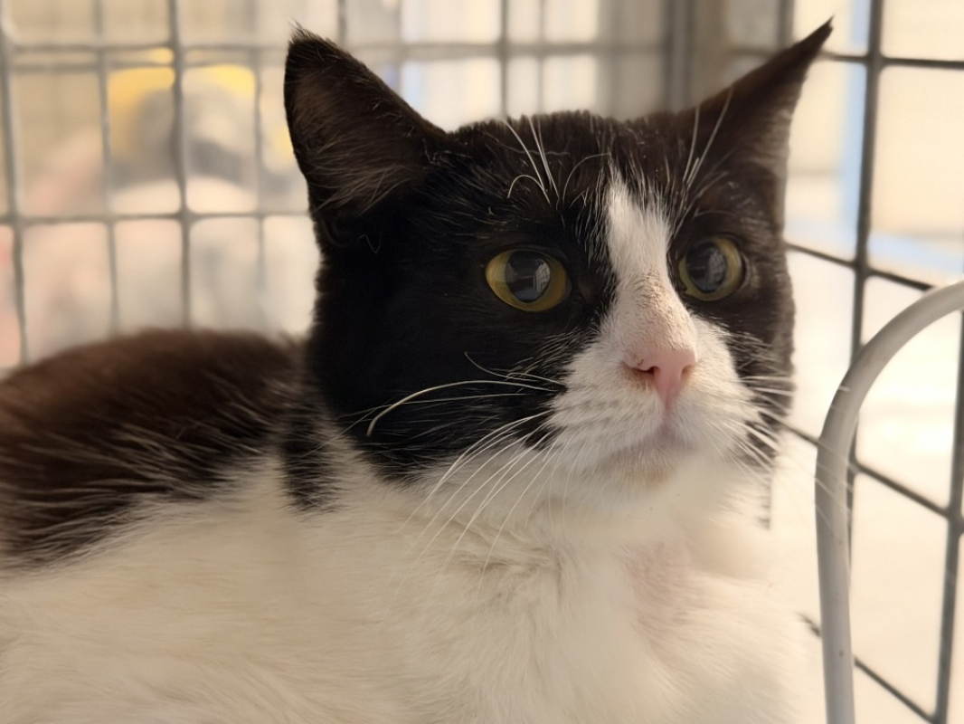 Photo #1 de Charlotte