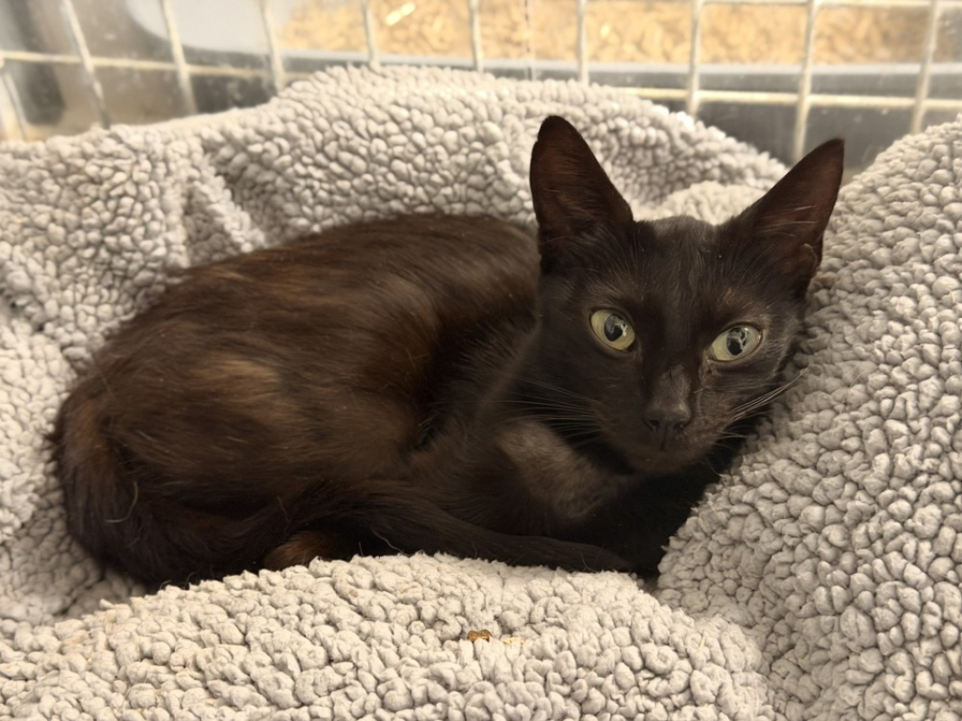 Photo #1 de Noisette