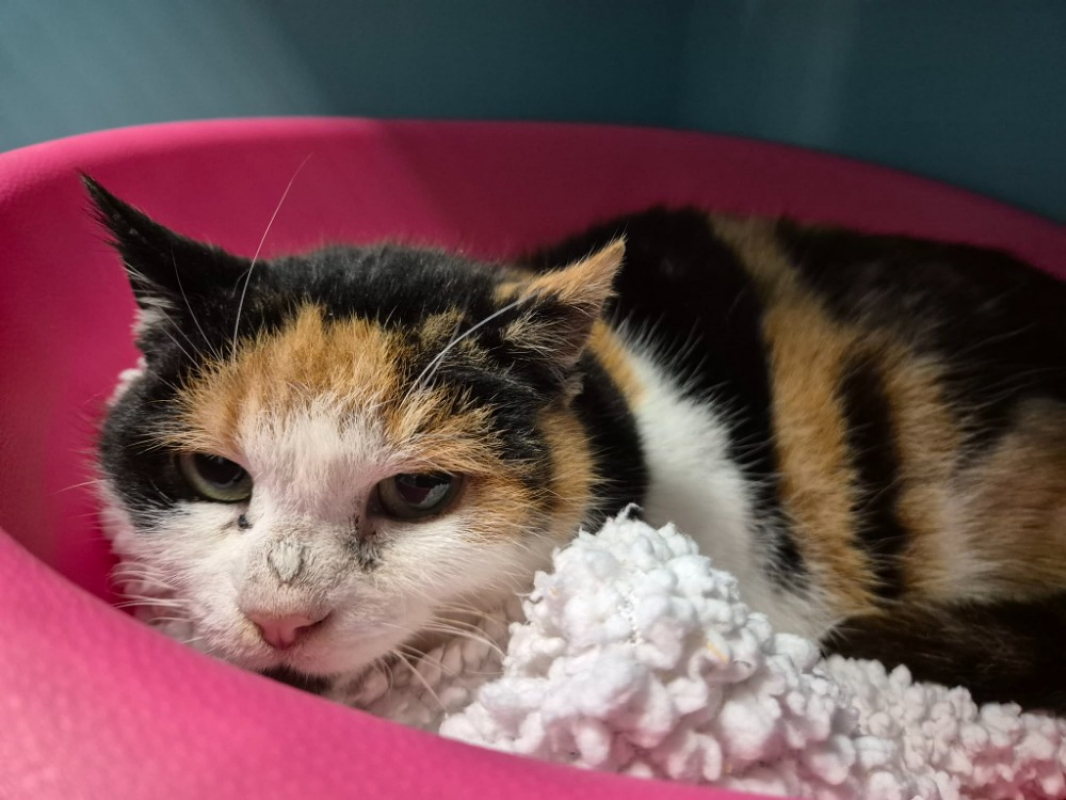 Photo #1 de Chataigne