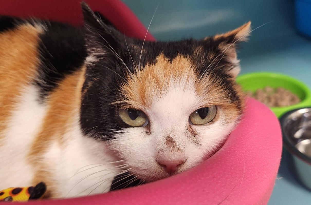 Photo #1 de Chataigne