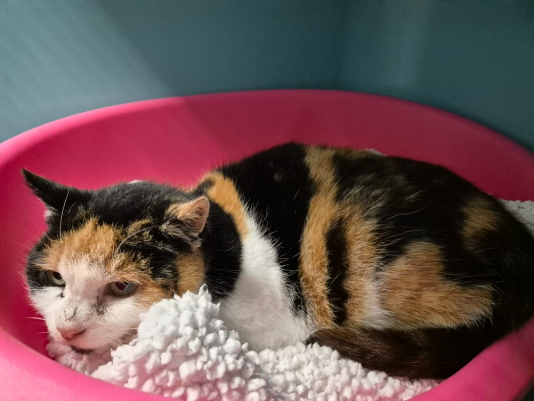 Photo #3 de Chataigne