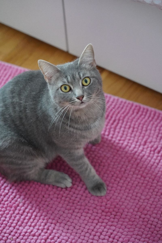 Photo #7 de HOLLY