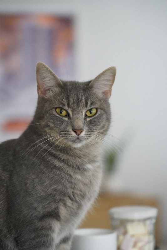 Photo #9 de HOLLY