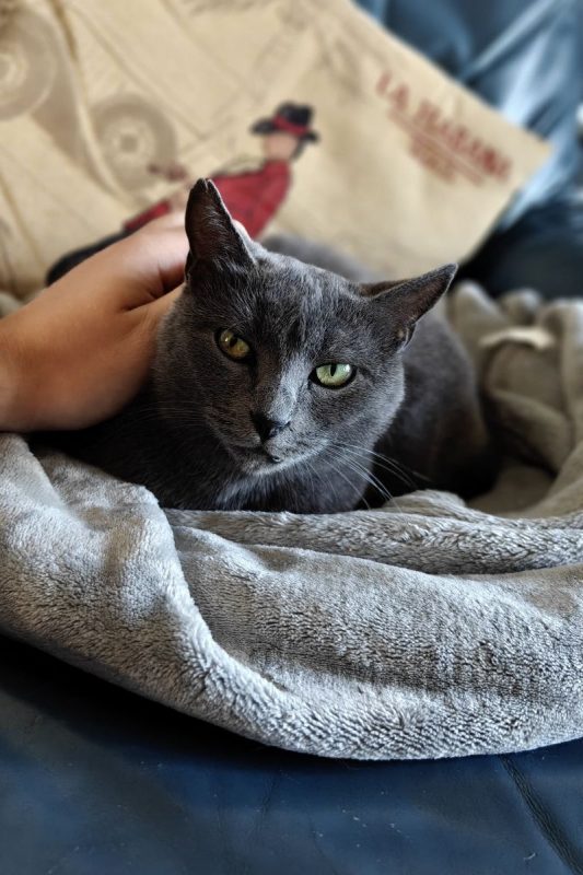 TAYA - Chat à adopter