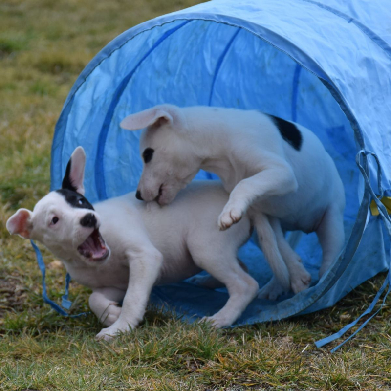 Photo #1 de Bagheera