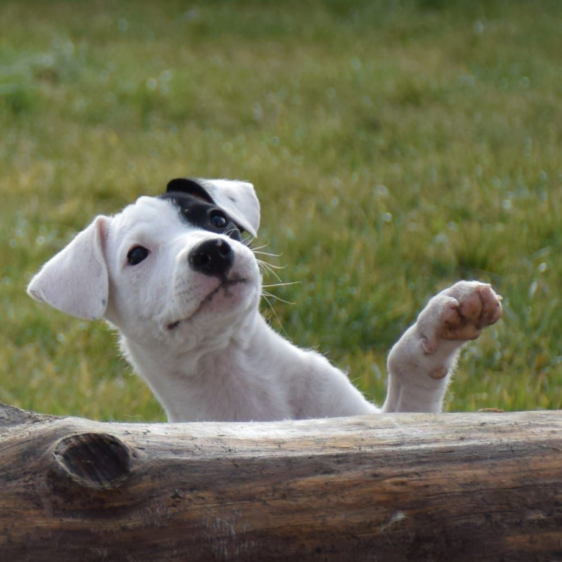 Photo #4 de Bagheera