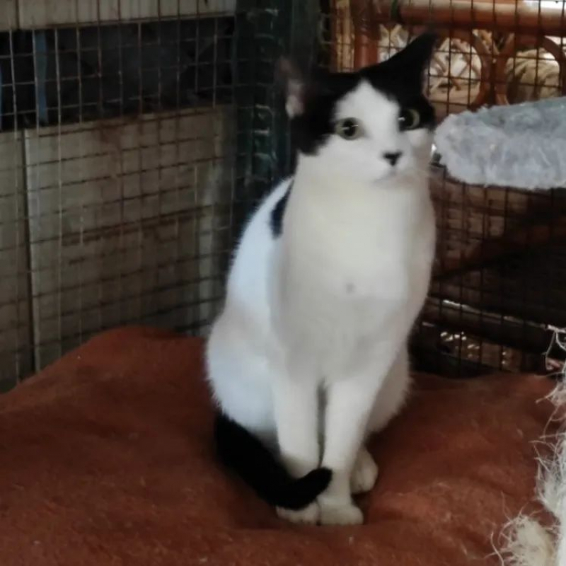 Photo #2 de Dalida 1