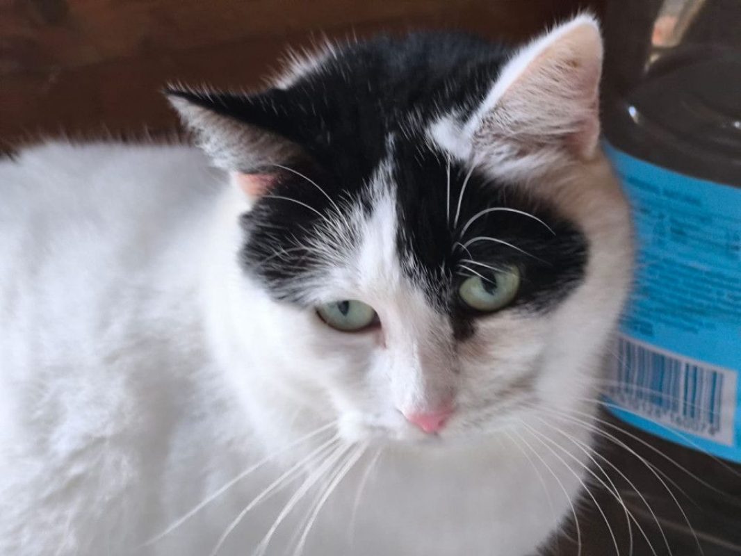 Dalida - Chat Européen à adopter - photo 6