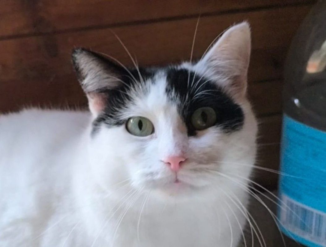Dalida - Chat Européen à adopter - photo 5