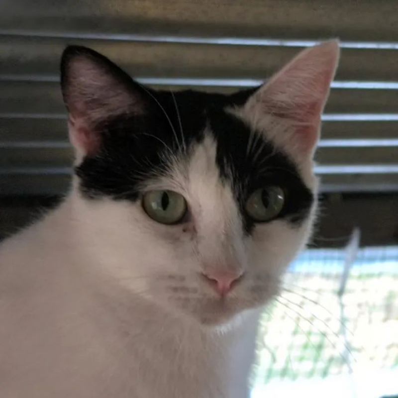 Photo #1 de Dalida 2